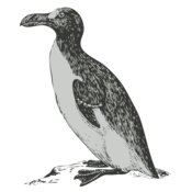 Bird   penguin
