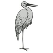 Bird   Stork 2
