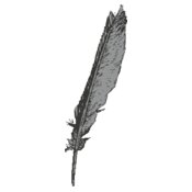Bird   Feather