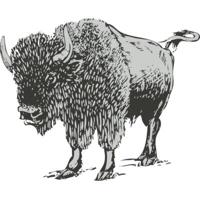 Animals   Buffalo Bison 2 Thumbnail